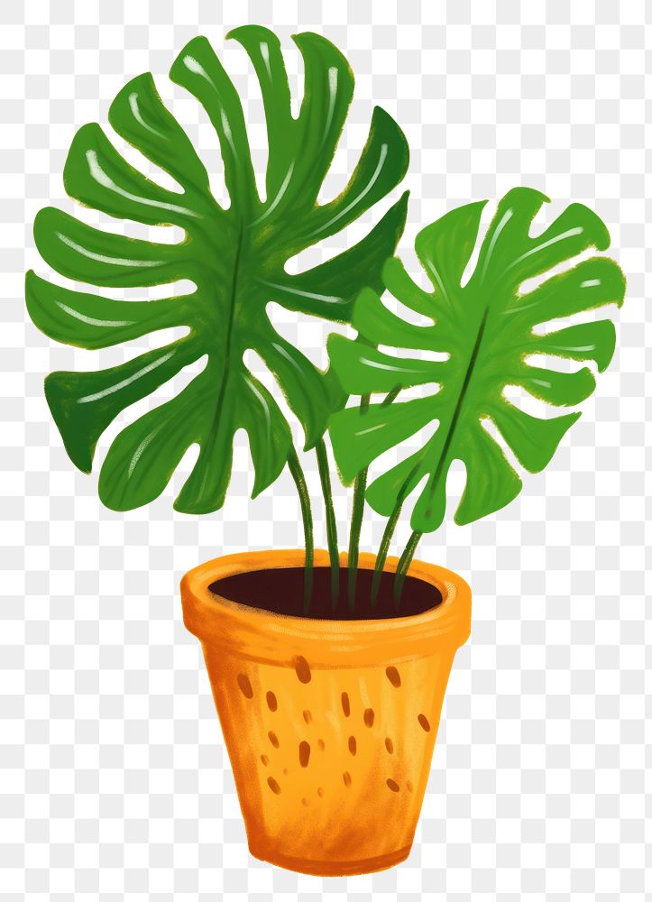 PNG Monstera plant houseplant leaf freshness.