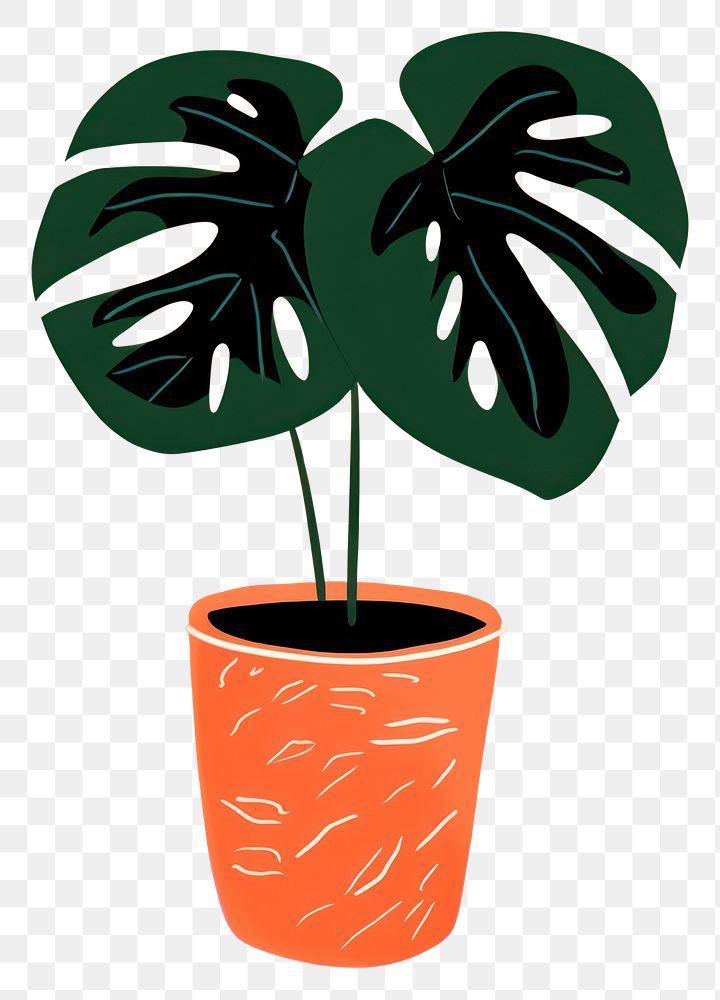 PNG Monstera plant houseplant leaf flowerpot.
