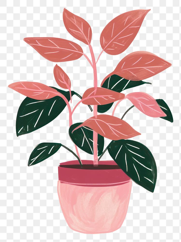 PNG Philodendron Pink Princess plant houseplant leaf pink.