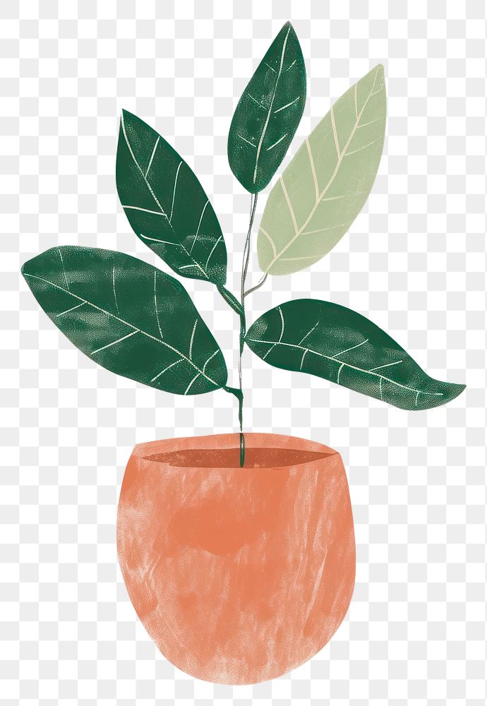 PNG Rubber plant houseplant vase leaf.