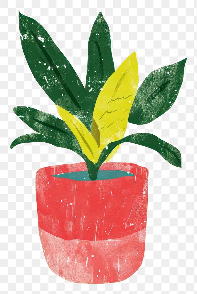 PNG Tropical Bromeliad Houseplant Plant houseplant leaf freshness.