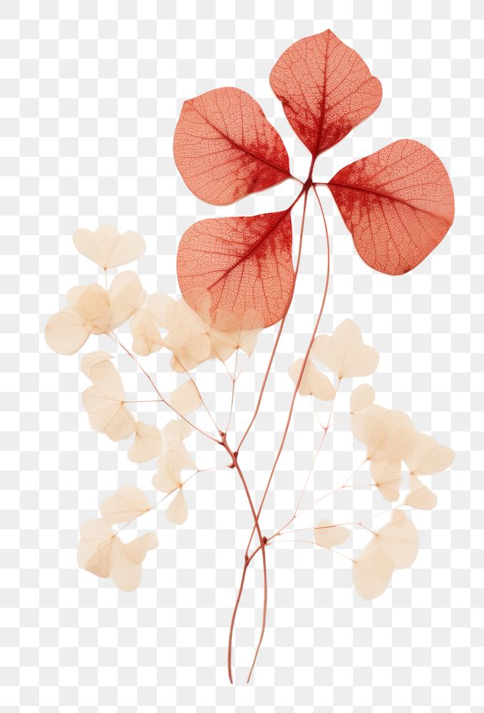PNG Real Pressed a coral ivy flower petal plant.