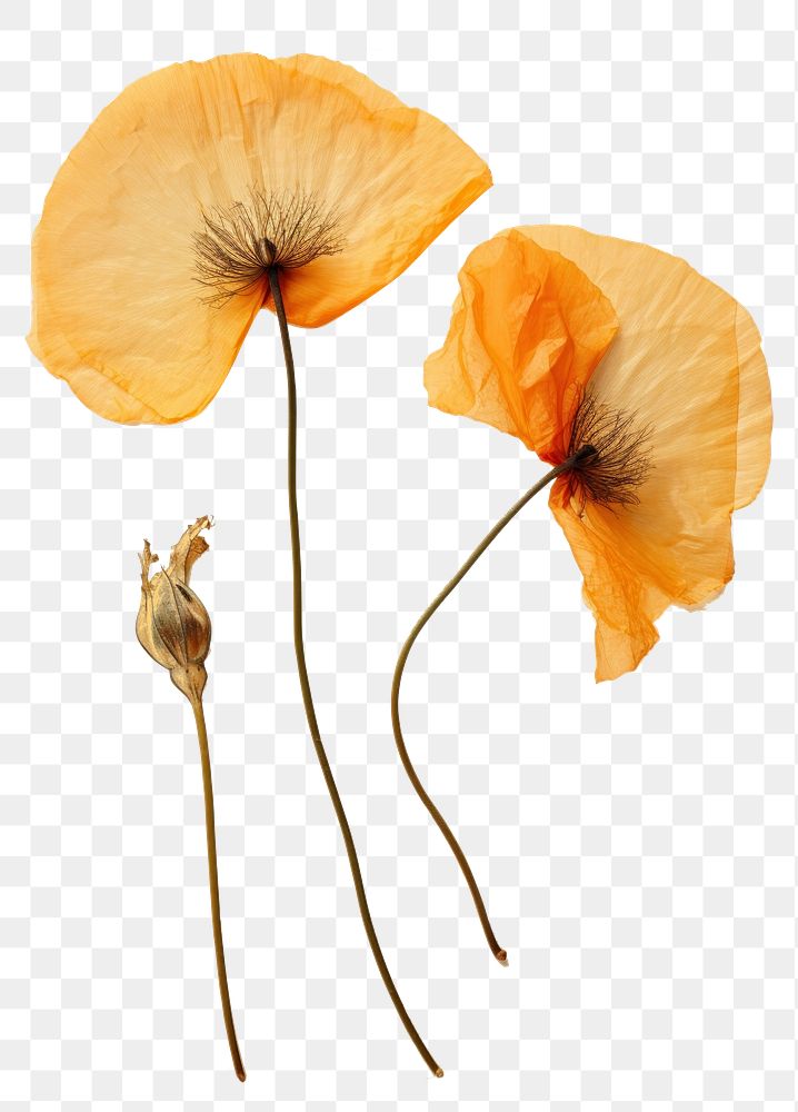 PNG Real Pressed a California Poppys flower poppy petal.