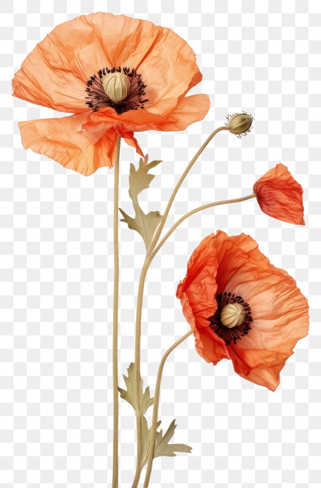 PNG Real Pressed a California Poppys flower poppy nature.