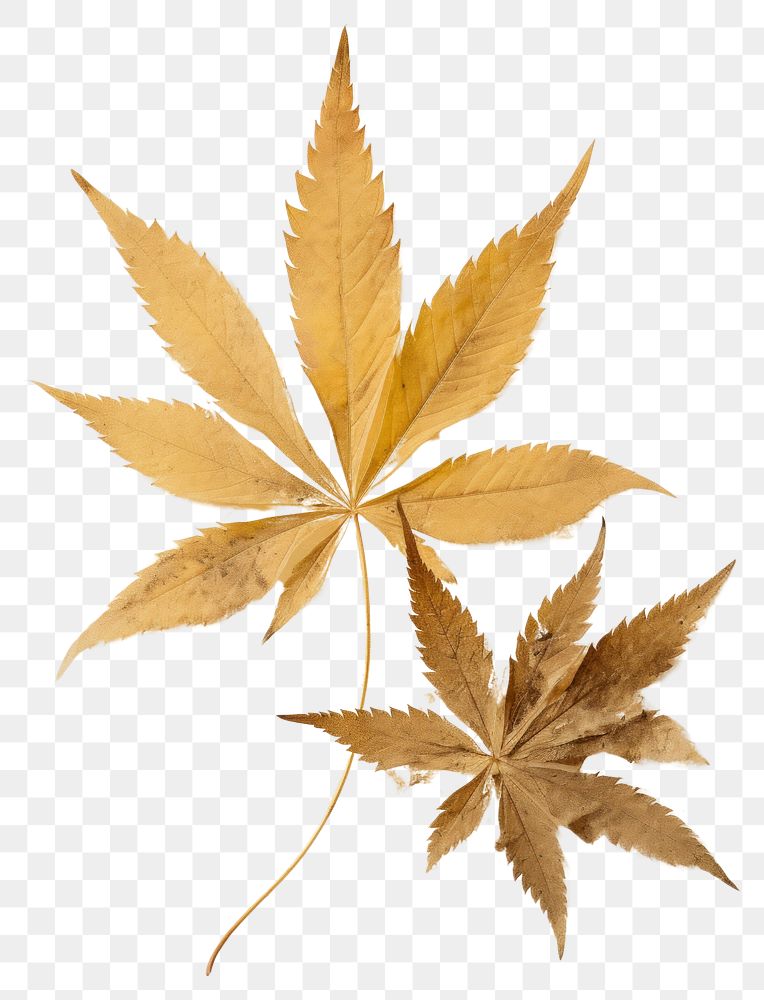 PNG Real Pressed a cannabis leafs plant paper herb.