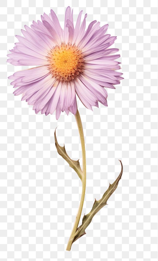 PNG Real Pressed a aster flower petal plant.