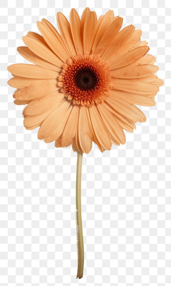 PNG Real Pressed a gerbera daisy flower petal plant.