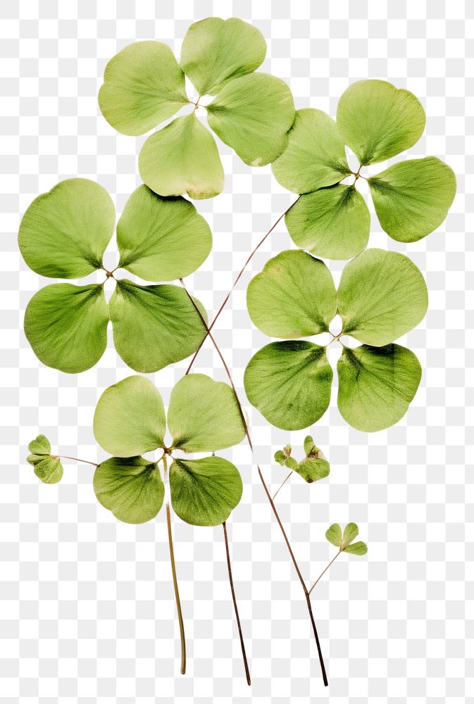 PNG Real Pressed a green Shamrock leafs flower plant herb