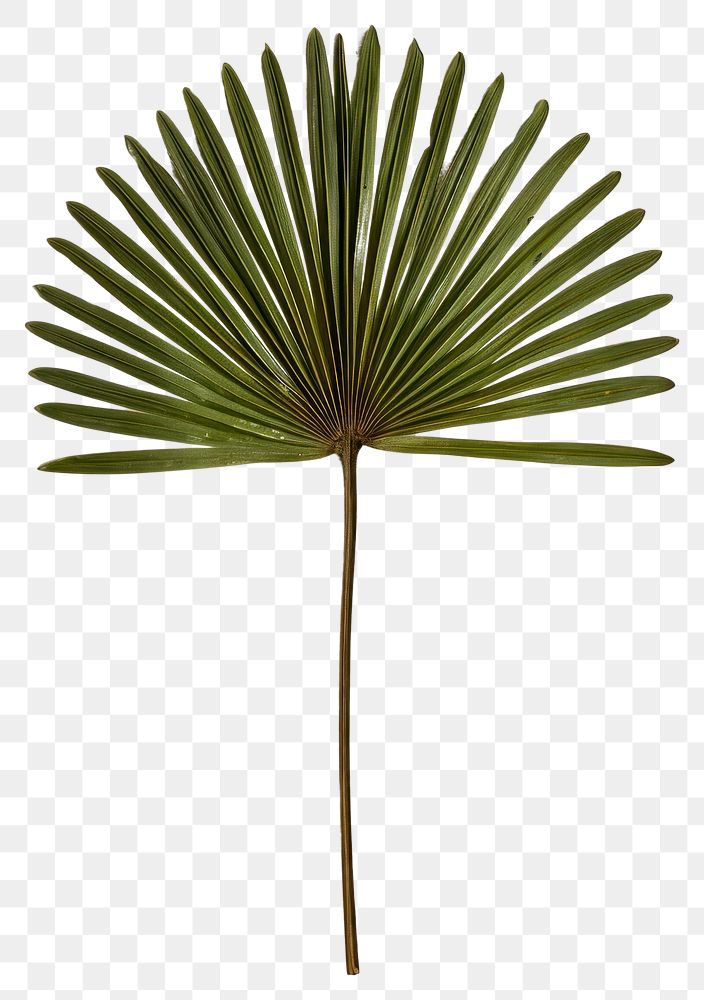 PNG Real Pressed a green fan palm leaf plant tree arecaceae.