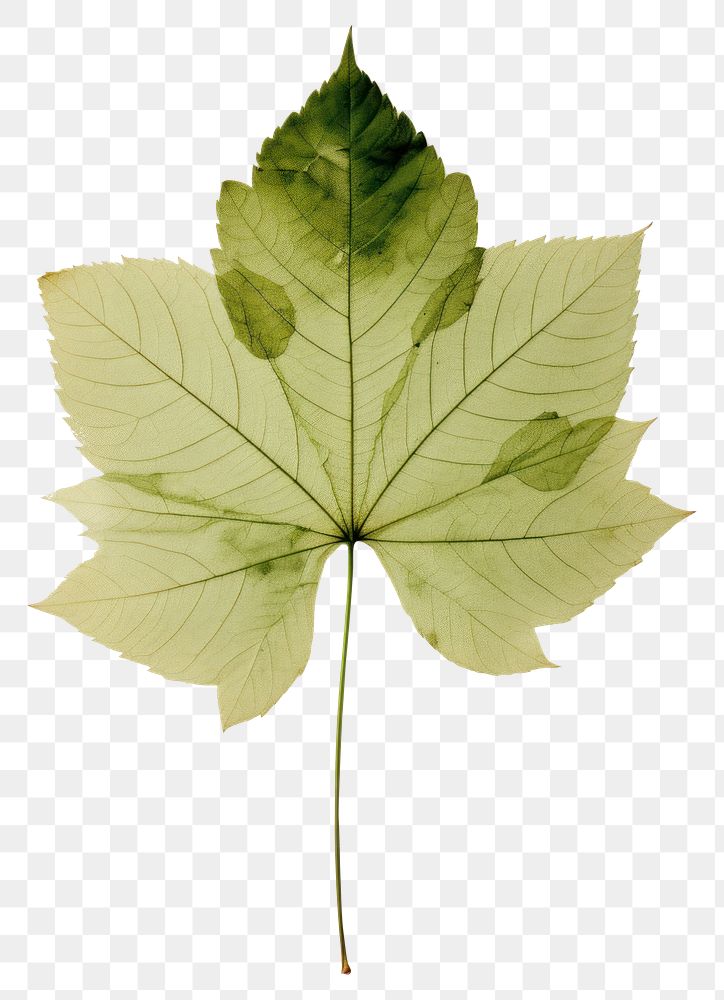 PNG Real Pressed a green rose leaf plant tree freshness.