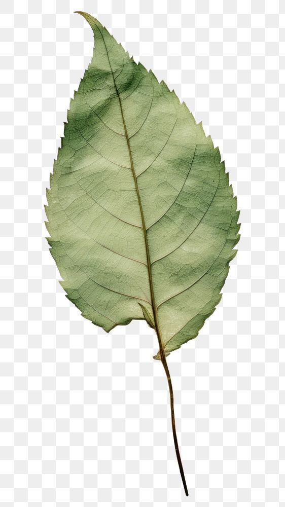 PNG Real Pressed a green rose leaf plant paper fragility.