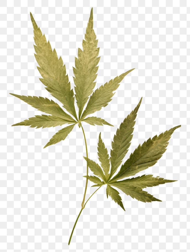 PNG Real Pressed a green cannabis leafs herbs plant paper.