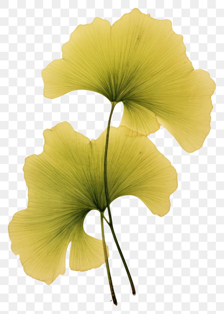 PNG Real Pressed a green Ginkgo Leafs leaf flower plant.