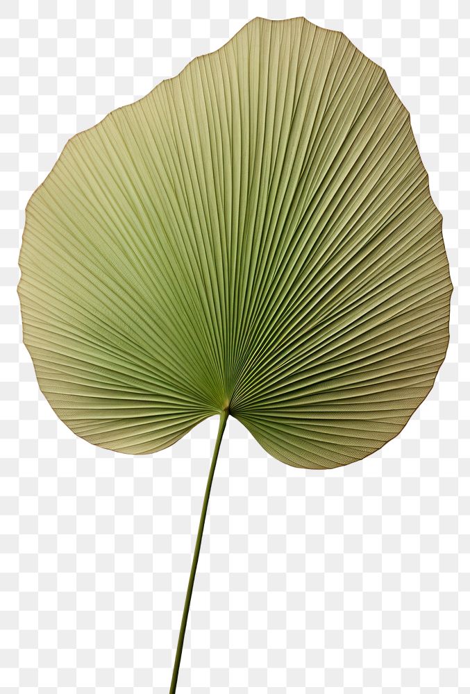 PNG Real Pressed a green fan palm leafs flower plant pattern.