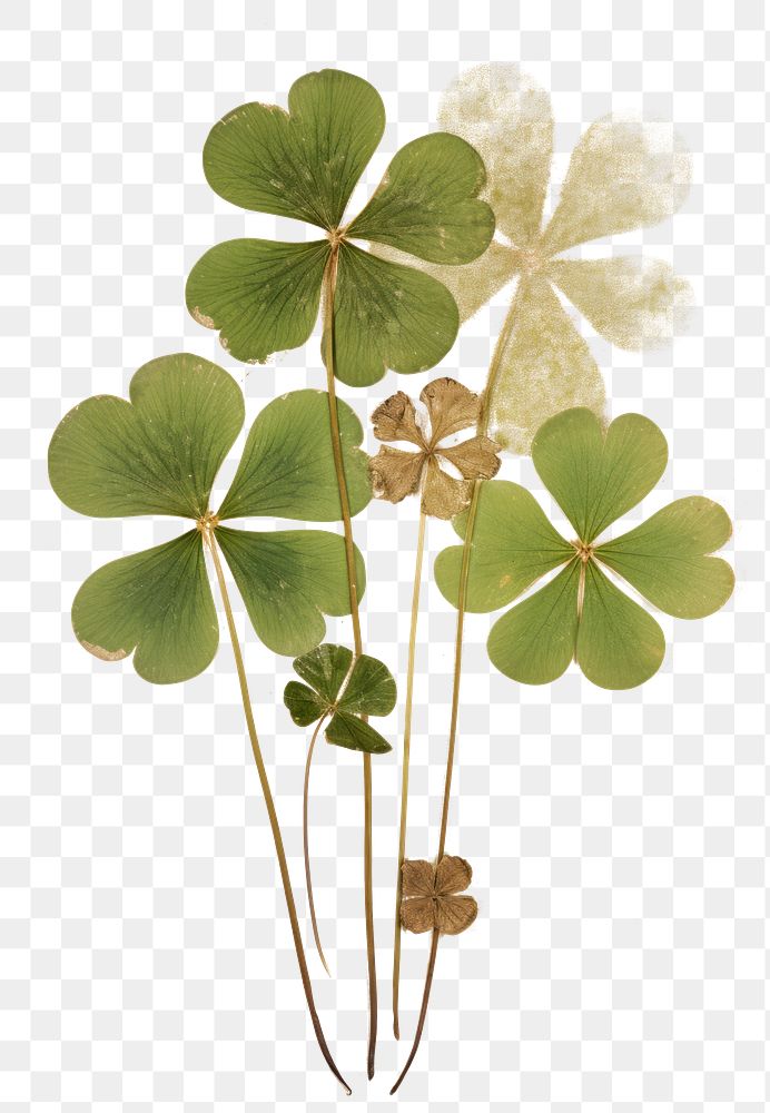PNG Real Pressed a green Shamrock leafs flower plant art.