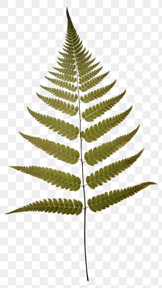 PNG Real Pressed a green fern leaf plant paper text.