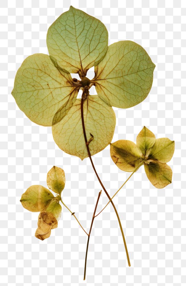 PNG Real Pressed a green hydrangea flower plant leaf.