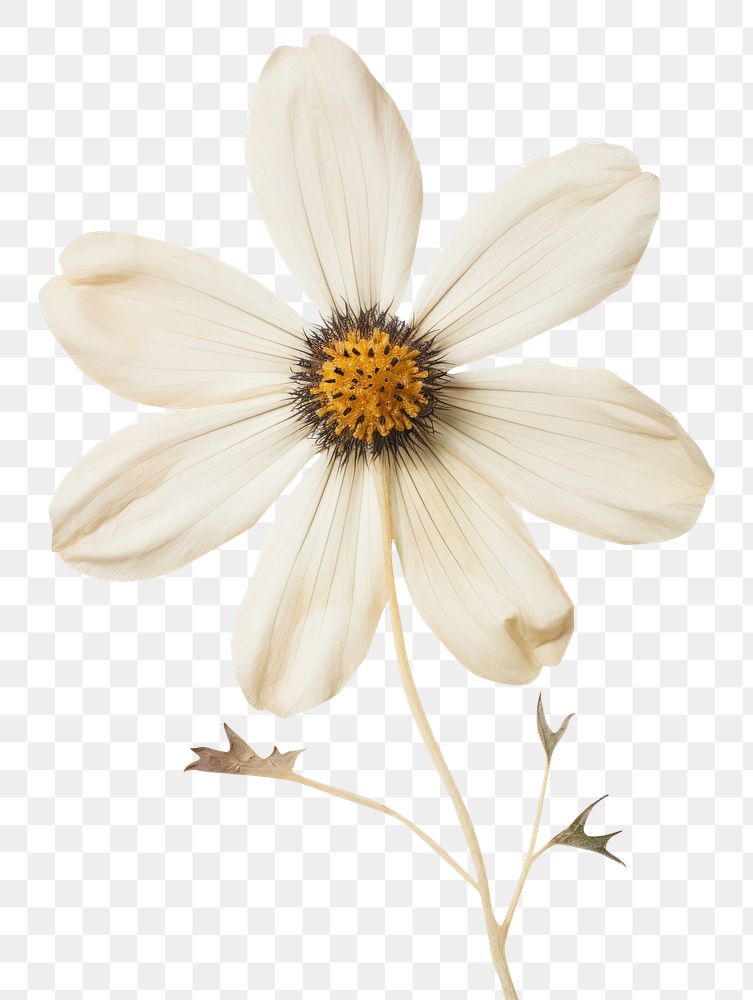 PNG Real Pressed a flannel flower petal plant daisy.