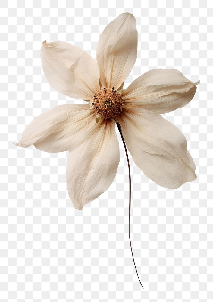 PNG Real Pressed a flannel flower petal plant paper.