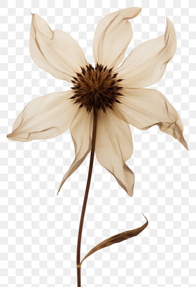 PNG Real Pressed a flannel flower petal plant asteraceae.