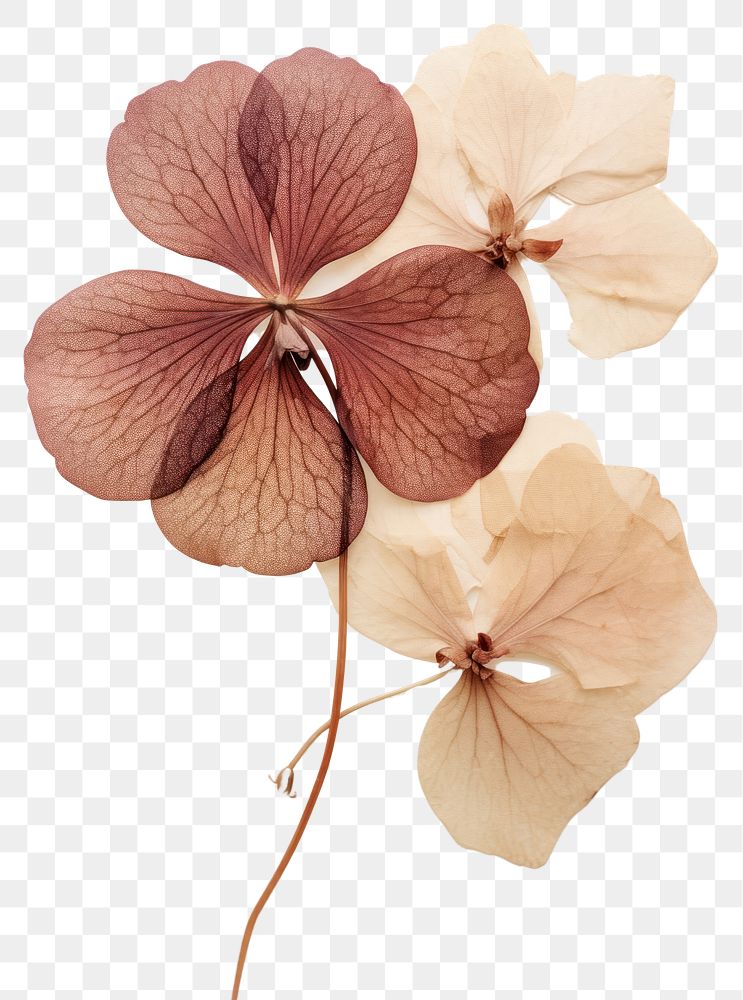 PNG Real Pressed a hortensia flower petal plant.