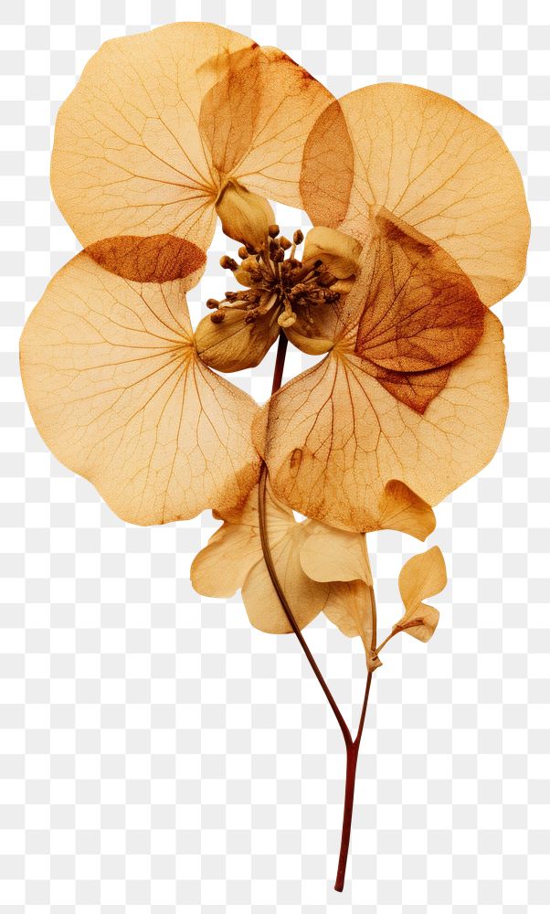 PNG Real Pressed a hydrangea flower plant petal.