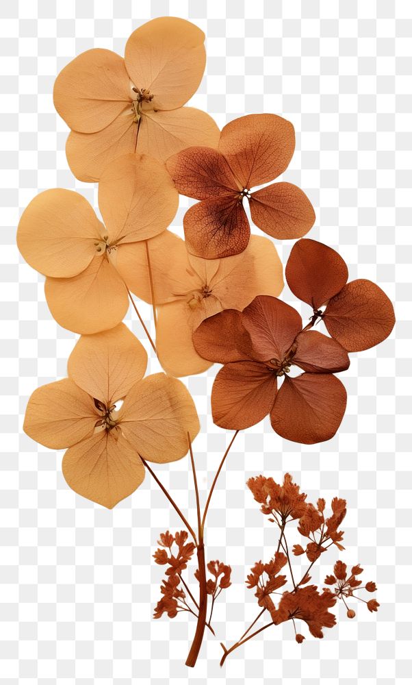 PNG Real Pressed a hydrangeas flower petal plant.