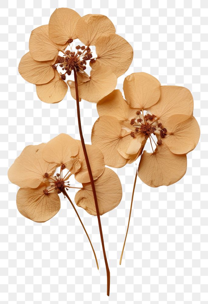 PNG Real Pressed a hydrangeas flower brooch plant.