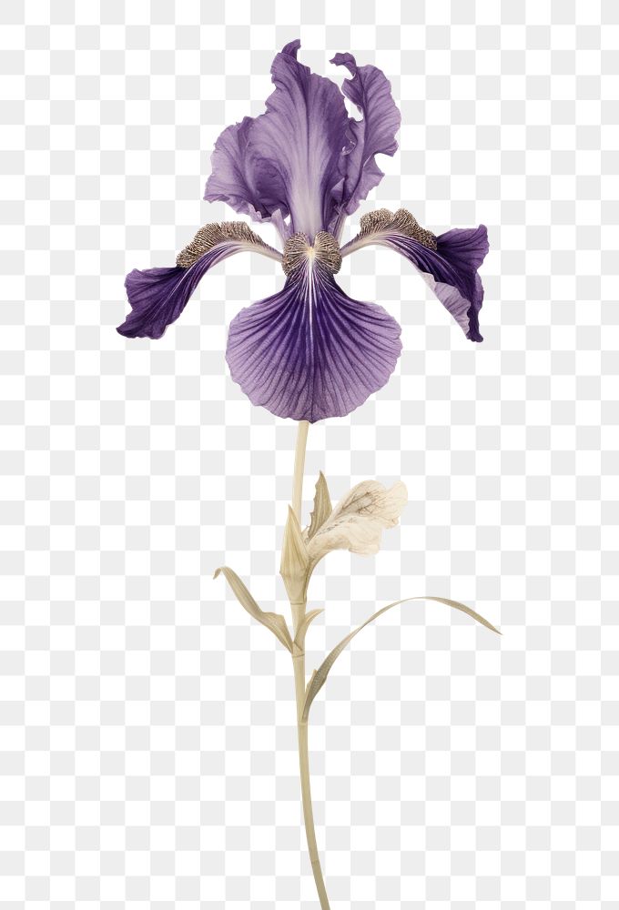 PNG Real Pressed a japanese iris flower purple petal