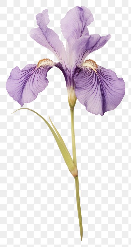 PNG Real Pressed a japanese iris flower purple petal