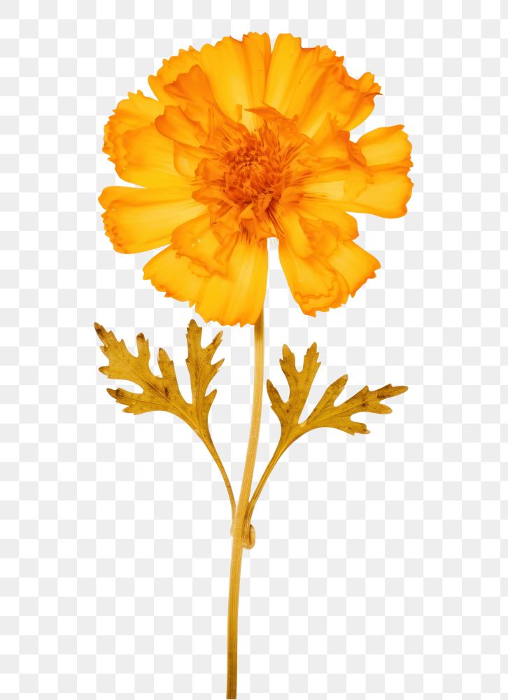 PNG Real Pressed a marigold flower petal plant.
