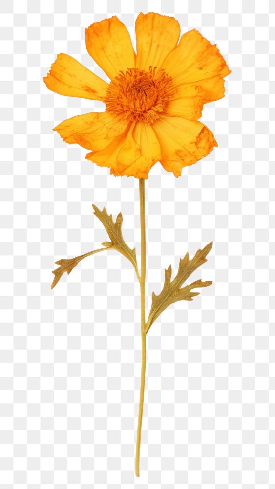 PNG Real Pressed a marigolds flower petal plant.
