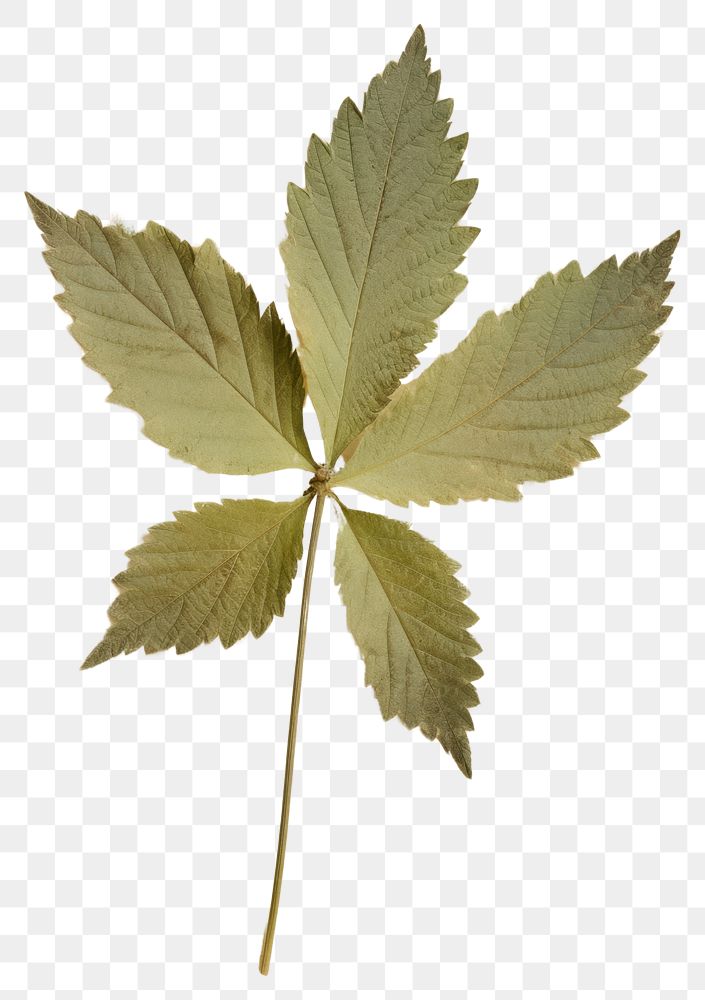 PNG Real Pressed a mint leafs herbs plant tree.