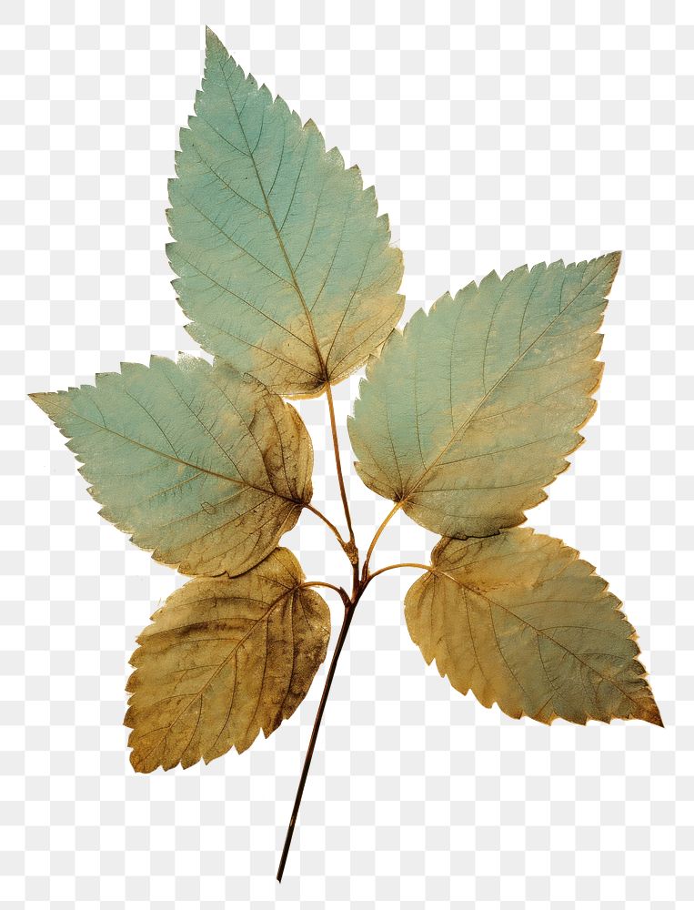 PNG Real Pressed a mint leaf plant herbs tree.