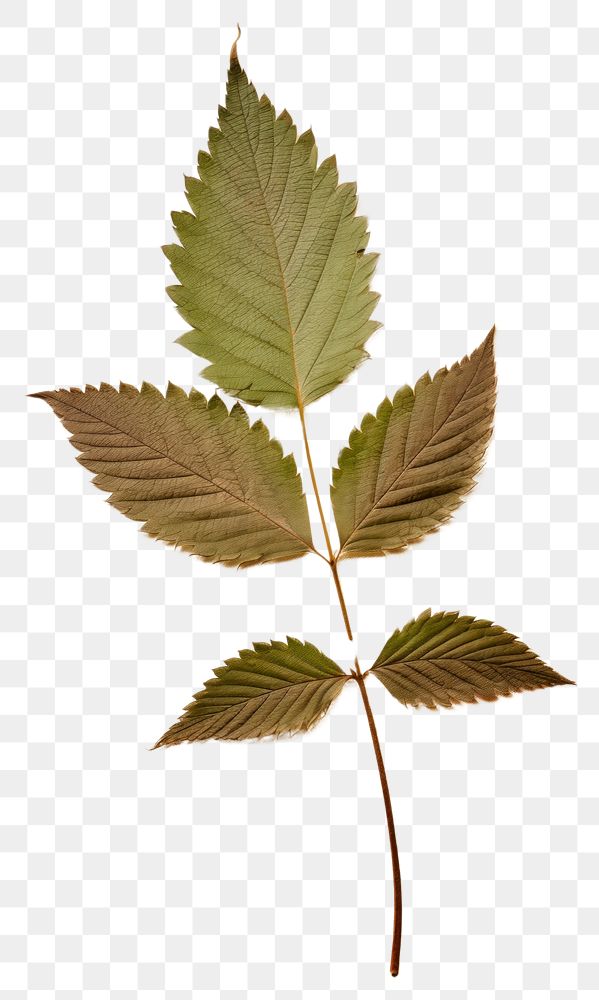 PNG Real Pressed a mint leaf herbs plant tree.