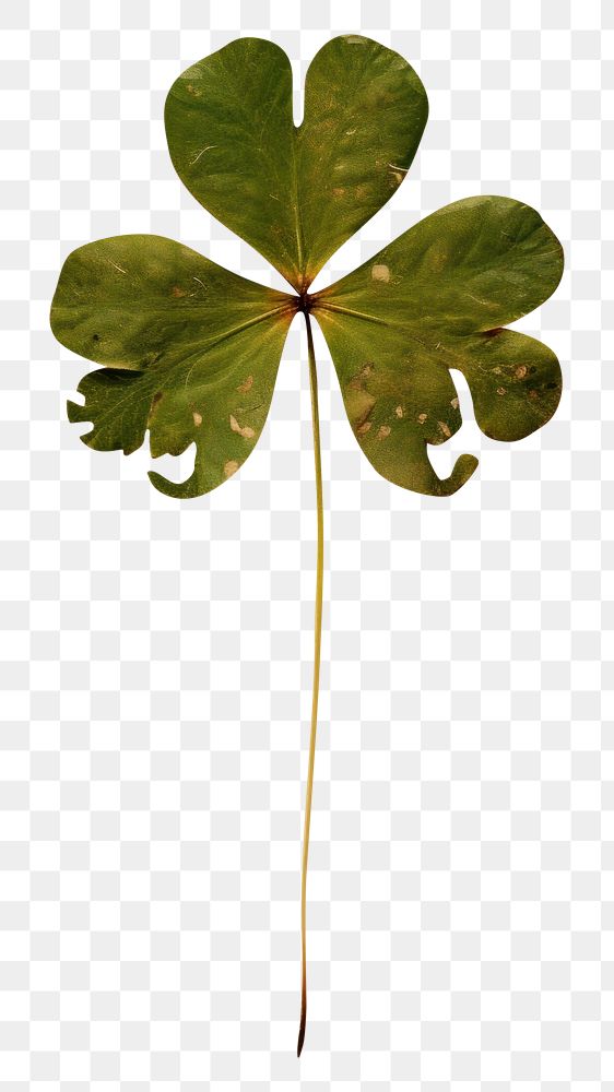 PNG Real Pressed a Shamrock leaf plant clover nature.