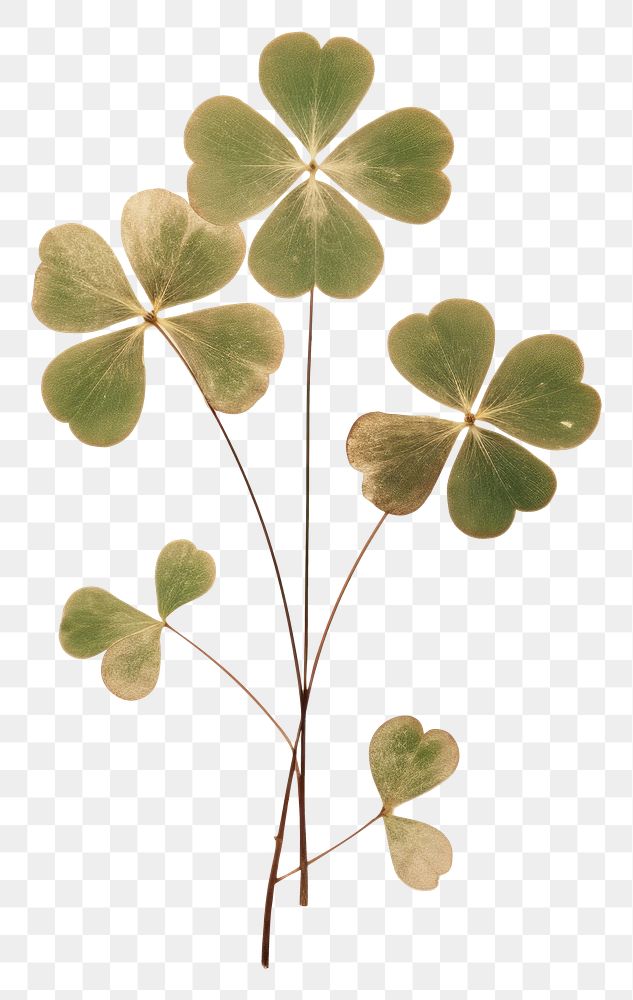 PNG Real Pressed a Shamrock leafs plant art pattern.