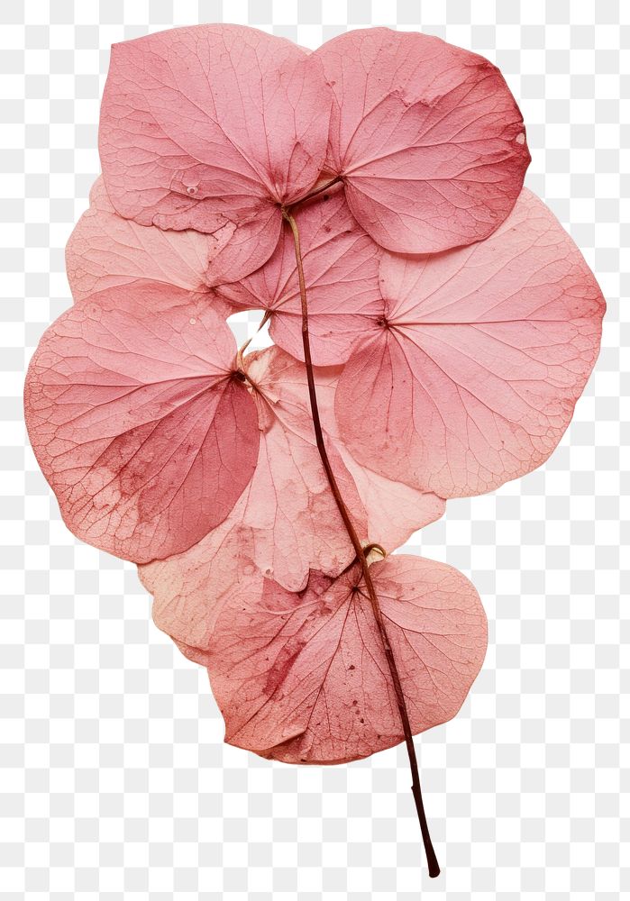 PNG Real Pressed a pink hydrangea flower plant petal.