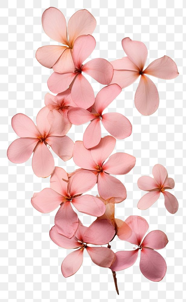 PNG Real Pressed a pink plumerias flower petal plant.