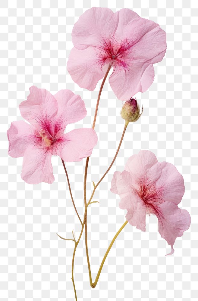 PNG Real Pressed a pink Eustomas flower hibiscus blossom.