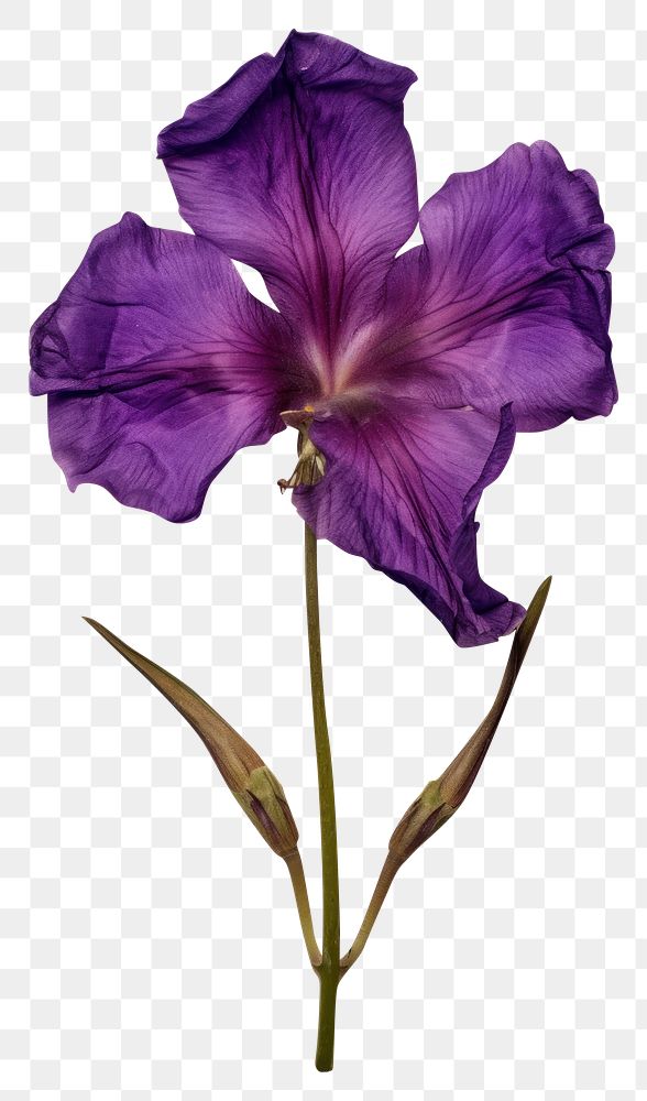 PNG Real Pressed a purple Eustomas flower petal plant.
