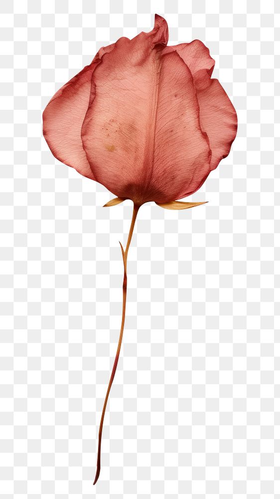 PNG Real Pressed a rose petals flower plant paper.