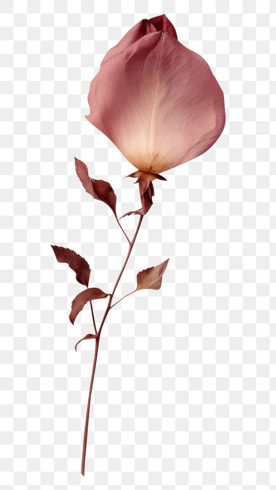 PNG Real Pressed a rose petals flower plant leaf.