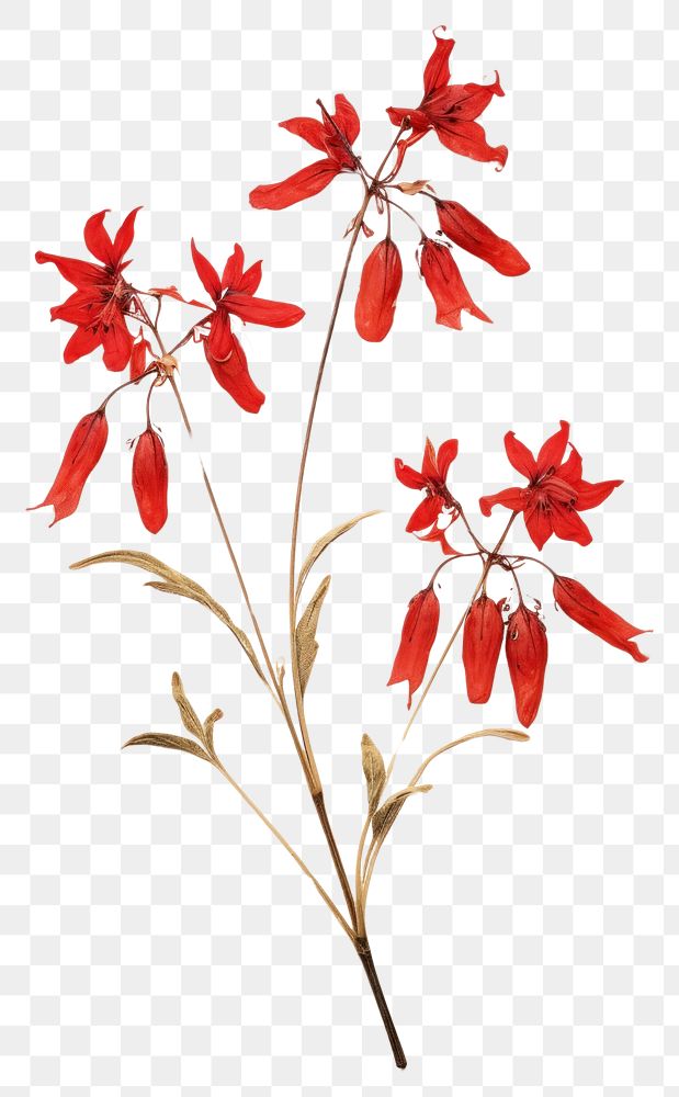 PNG Real Pressed a red Lobelias flower petal plant