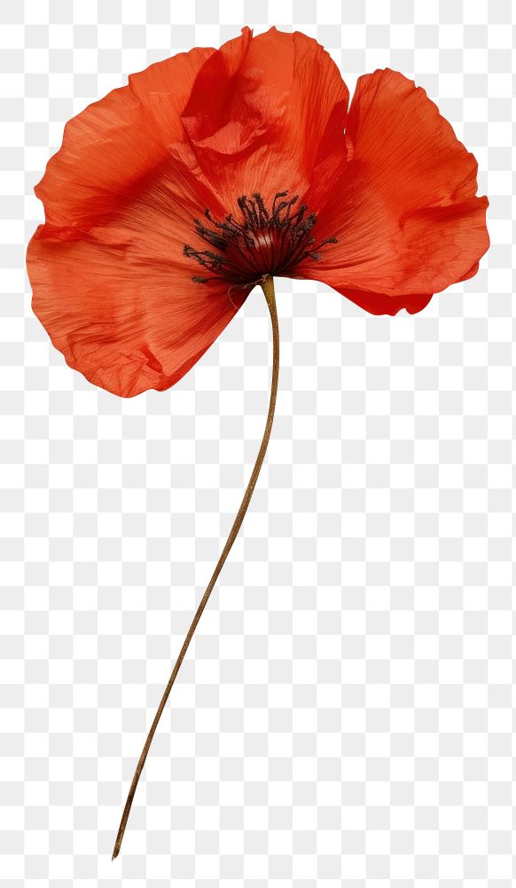 PNG Real Pressed a red poppy flower petal plant.