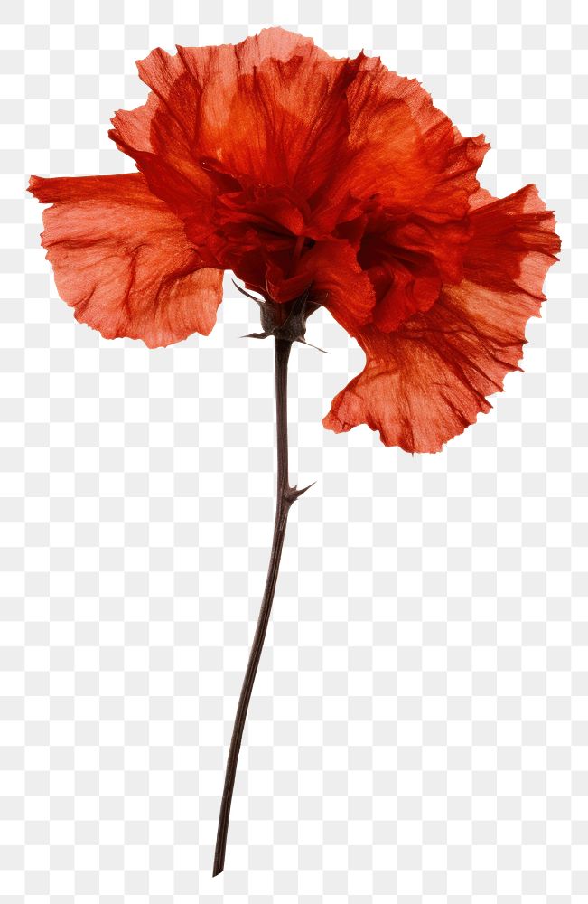 PNG Real Pressed a red carnation flower petal poppy.