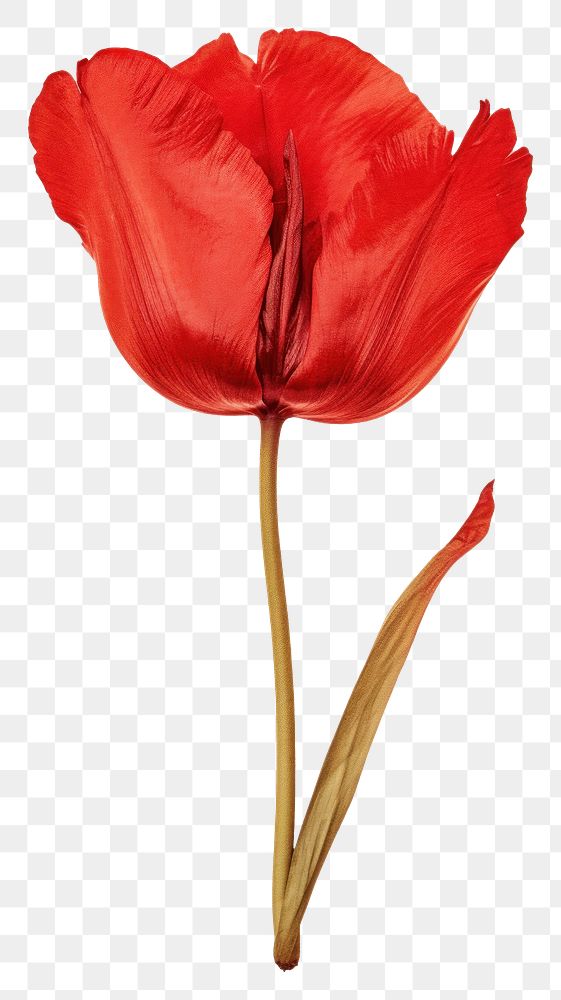 PNG Real Pressed a red tulip flower petal plant.