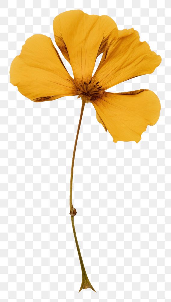 PNG Real Pressed a yellow flower petal plant paper.