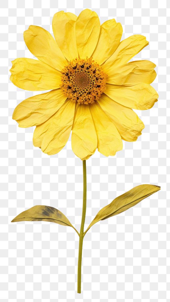 PNG Real Pressed a yellow zinnia flower sunflower petal.