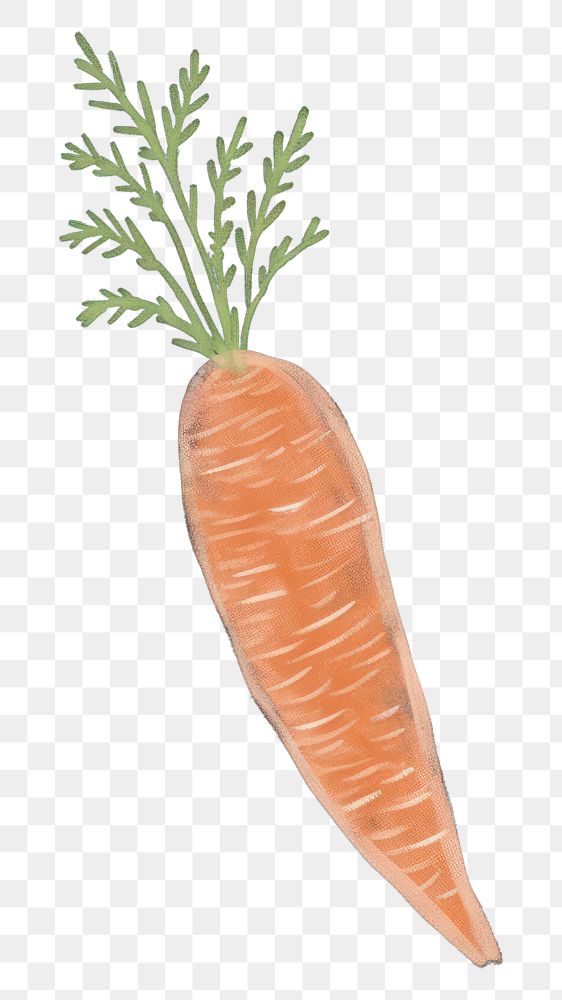 PNG  Chalk style carrot vegetable plant food.
